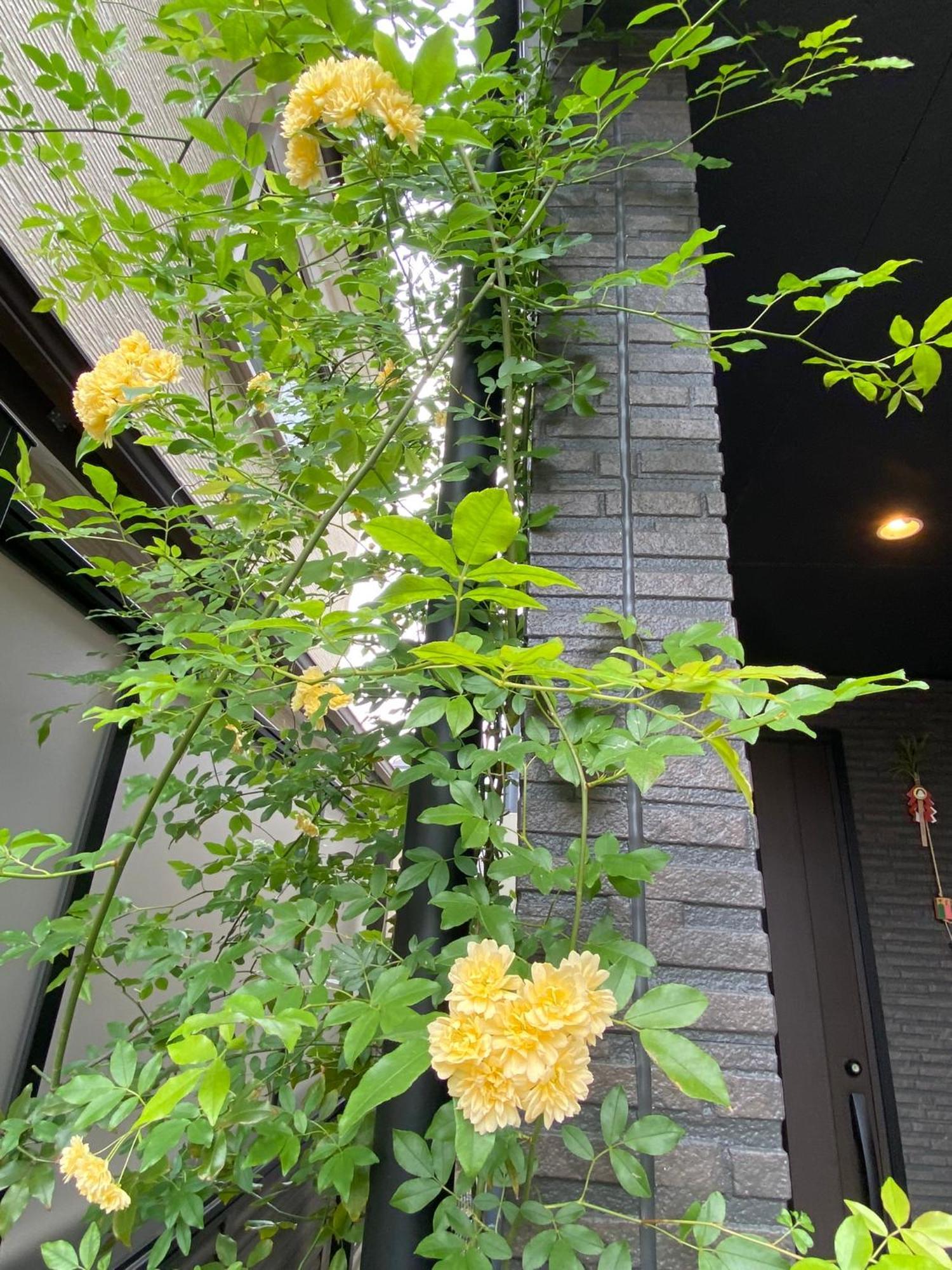 遥華-Haruka House Hotel Kyoto Exterior photo