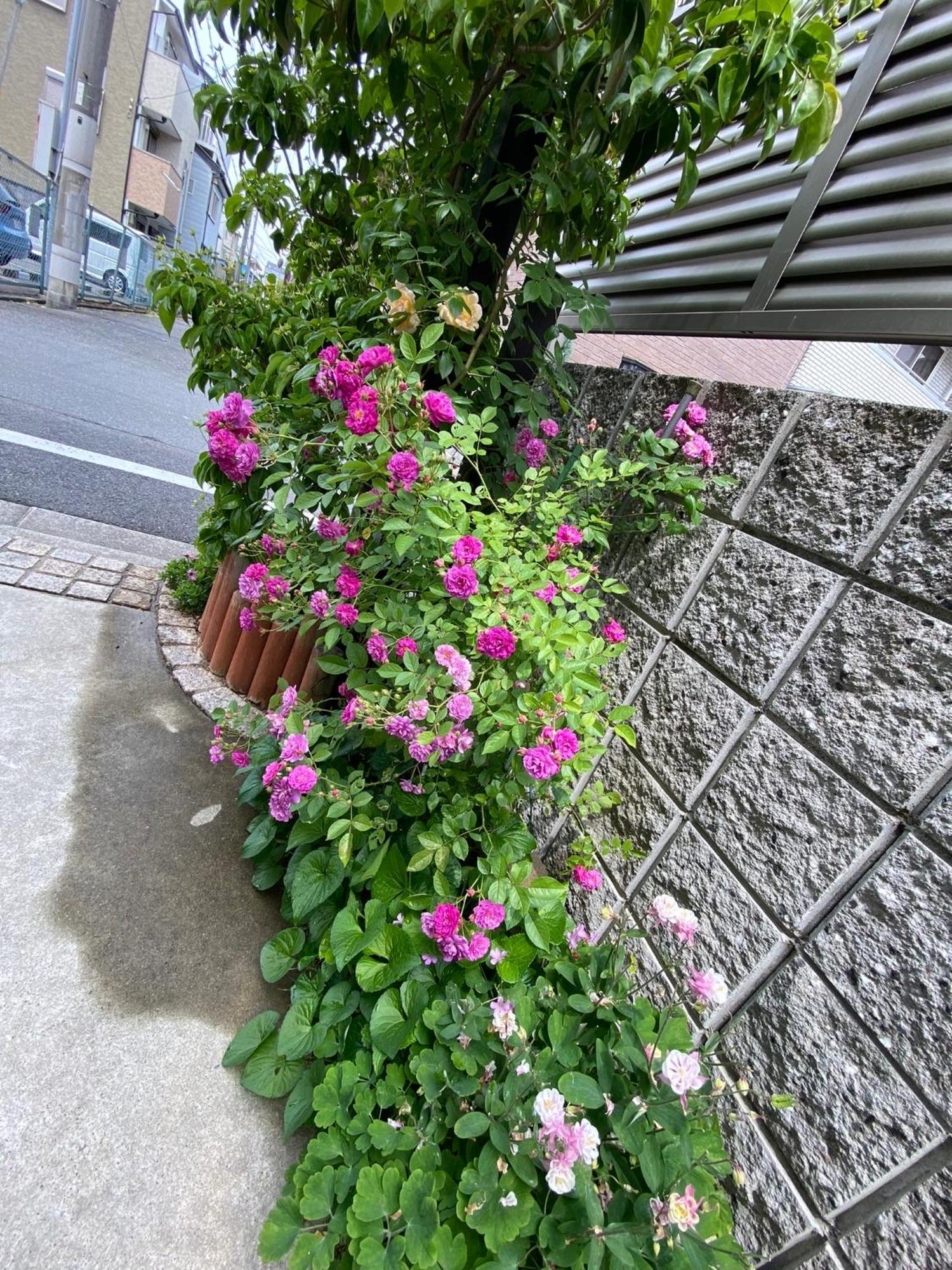 遥華-Haruka House Hotel Kyoto Exterior photo